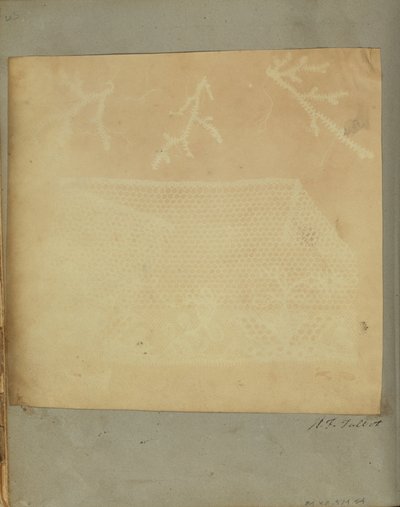 A Fragment of Lace with Three Sprigs of Moss by William Henry Fox Talbot